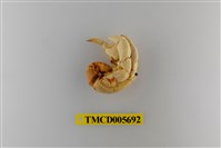 藏品(灰白陸寄居蟹)的圖片